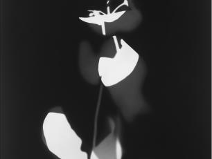  Isabelle Giovacchini Hélice 2024 Photogramme sur papier argentique noir et blanc, tirage unique Paris, collection de l’artiste, Adagp Paris 2025