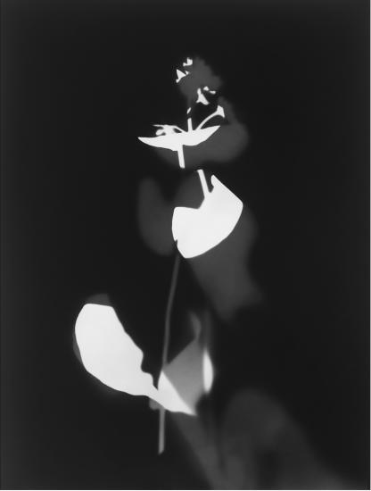  Isabelle Giovacchini Hélice 2024 Photogramme sur papier argentique noir et blanc, tirage unique Paris, collection de l’artiste, Adagp Paris 2025