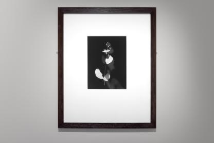 Isabelle Giovacchini, Hélice, photogramme sur papier argentique noir et blanc sous passe-partout, 2024