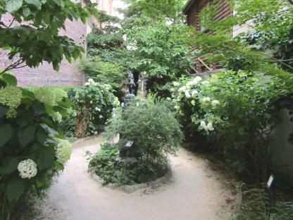 Berceau de feuillages de l'Erable du Japon