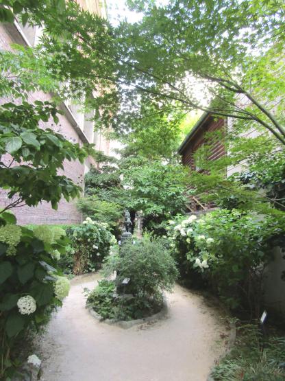 Berceau de feuillages de l'Erable du Japon