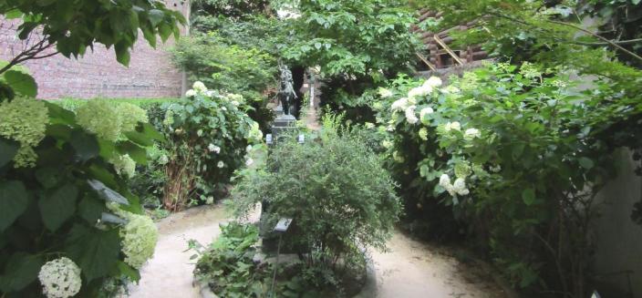 Berceau de feuillages de l'Erable du Japon