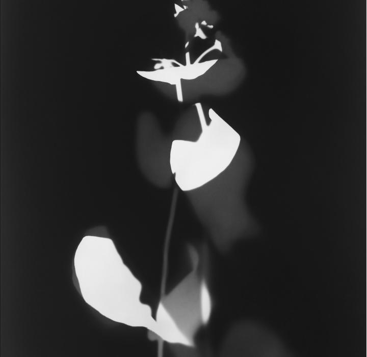  Isabelle Giovacchini Hélice 2024 Photogramme sur papier argentique noir et blanc, tirage unique Paris, collection de l’artiste, Adagp Paris 2025